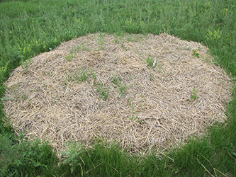 Keřové hnízdo v slaměném mulči. Mulč velmi dobře zabraňuje prorůstání trávy a plevele mezi keře.